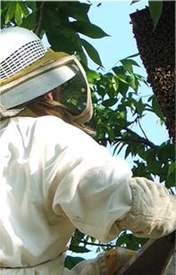 Bee Keeper Image