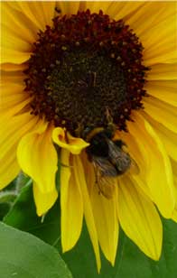 Bee on flower Image