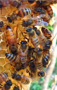 Bee hive Image